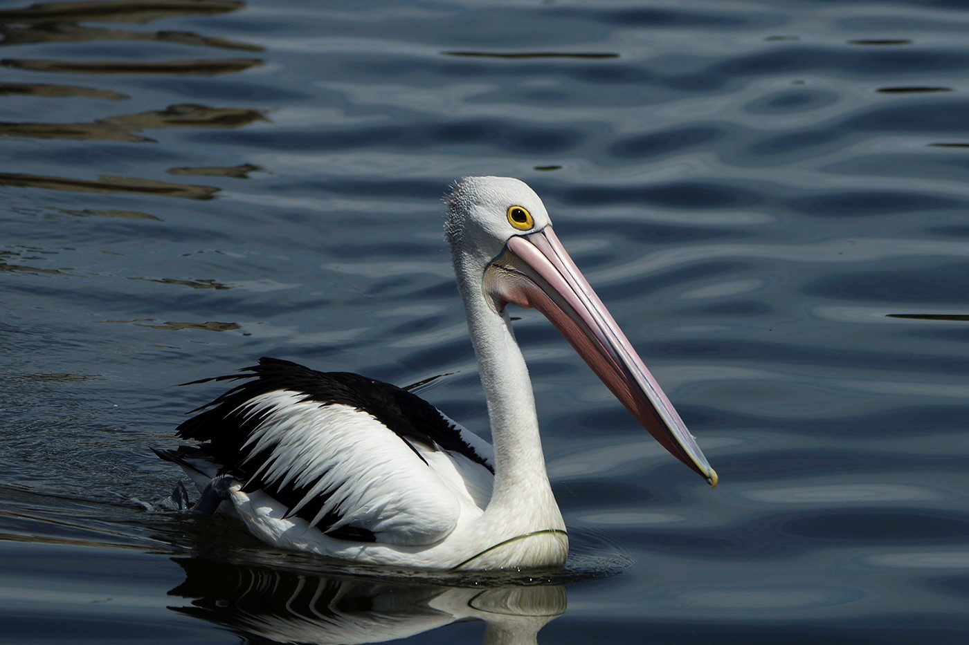 Australian Pelican (Image ID 24217)