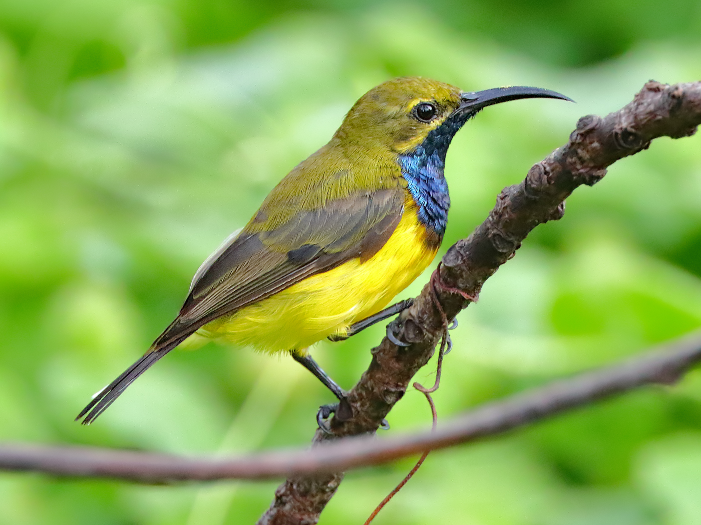 Olive-backed Sunbird (Image ID 24243)