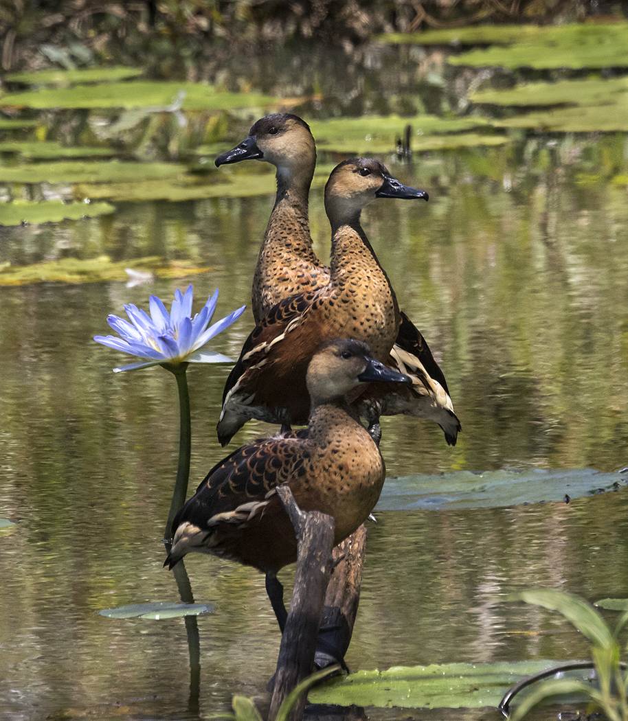 Wandering Whistling-Duck (Image ID 23898)