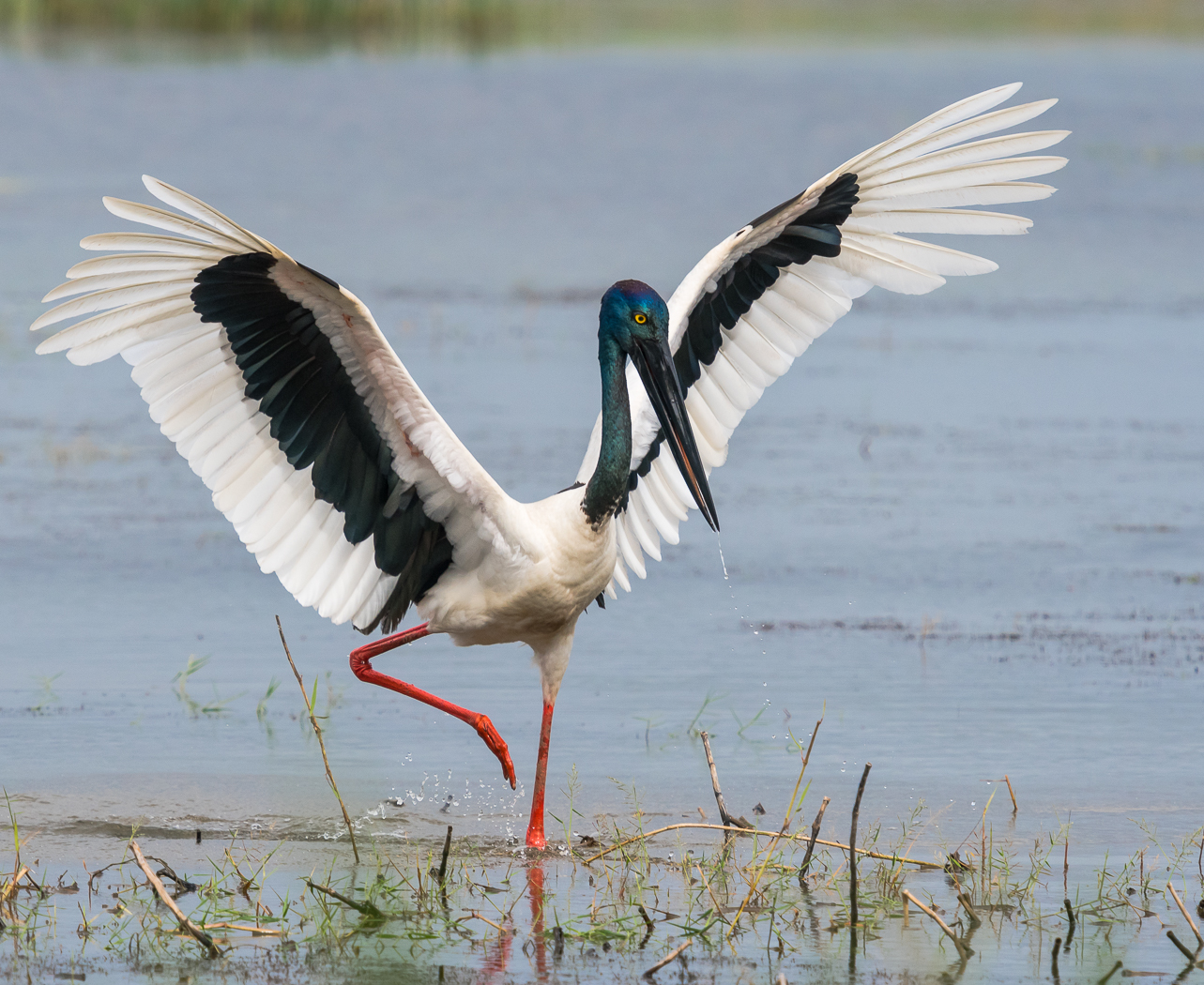 Black-necked Stork (Image ID 23928)