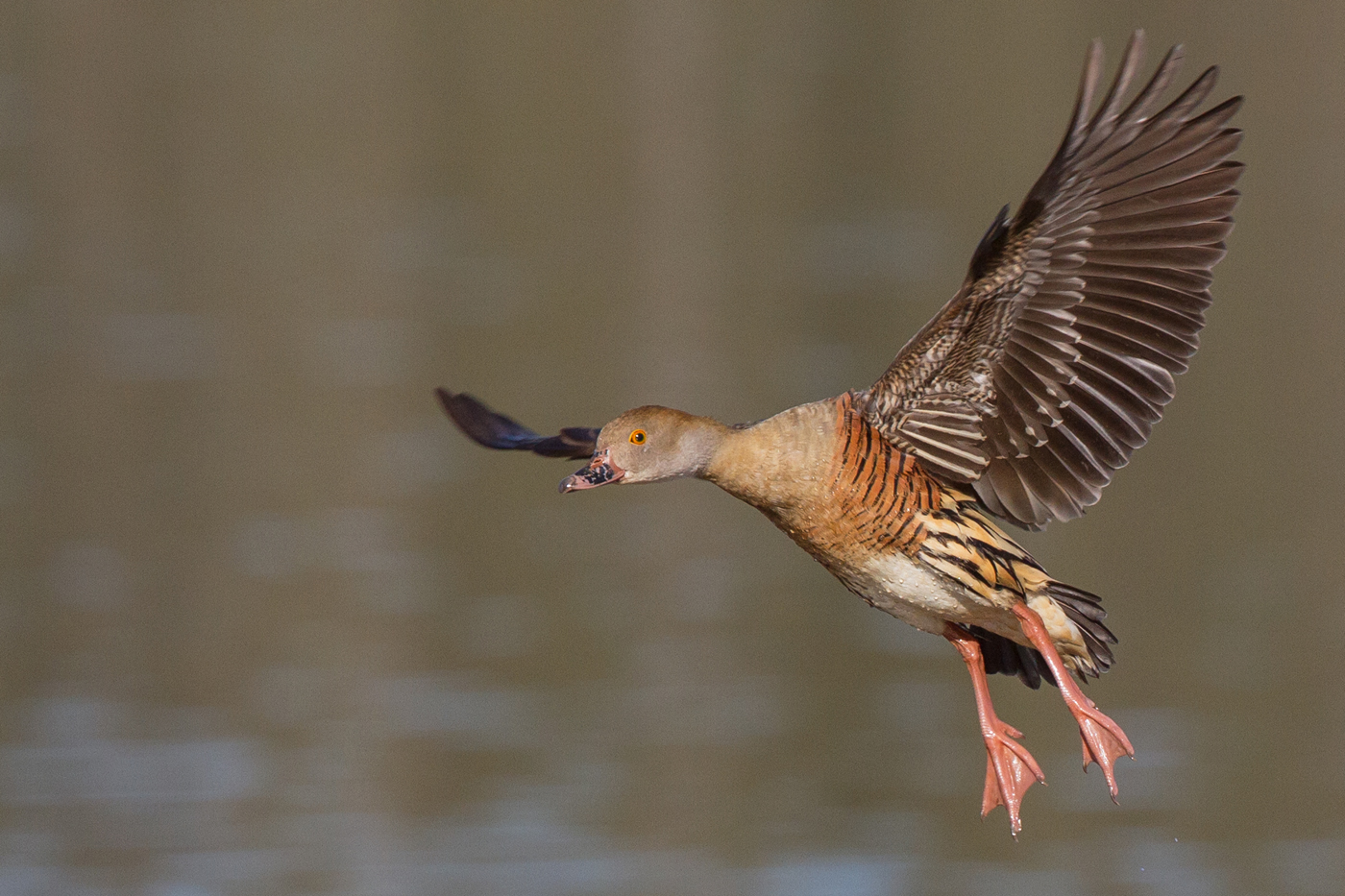 Plumed Whistling-Duck (Image ID 23918)