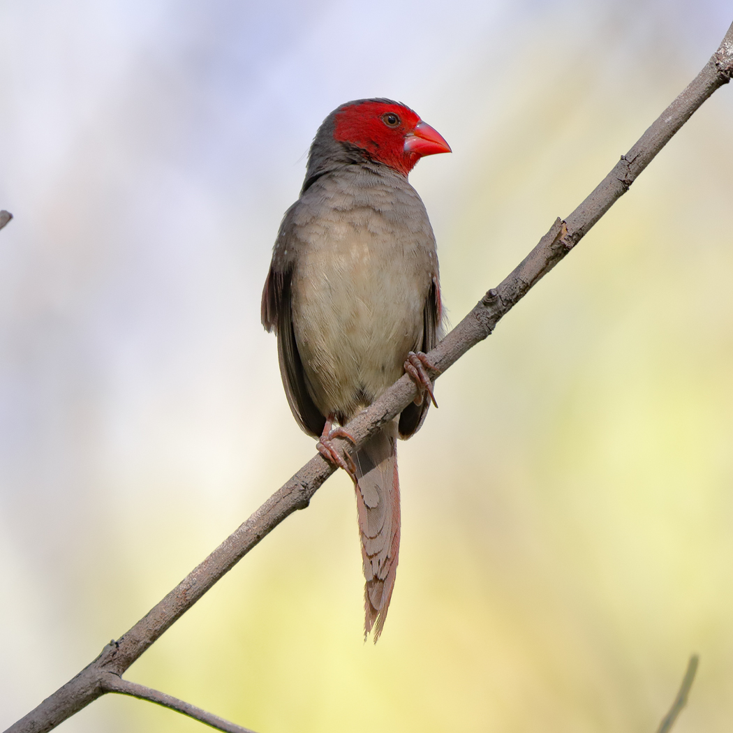 Black-bellied Crimson Finch (Image ID 24111)