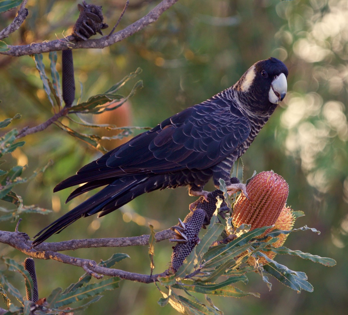 Carnaby's Black-Cockatoo (Image ID 24041)