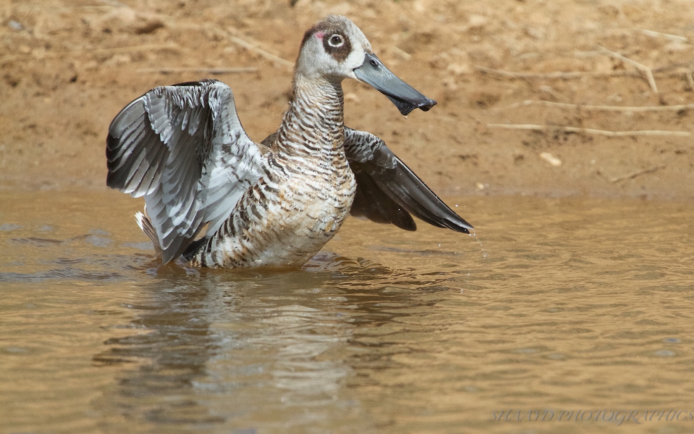 Pink-eared Duck (Image ID 24290)