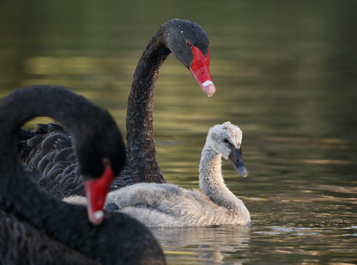 Black Swan (Image ID 24291)