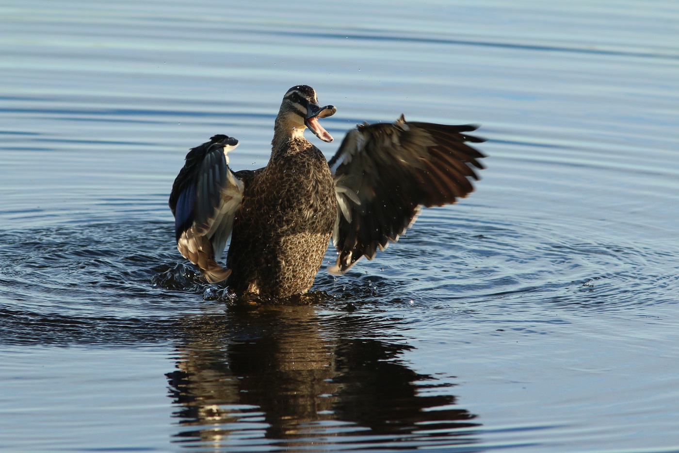Pacific Black Duck (Image ID 23974)