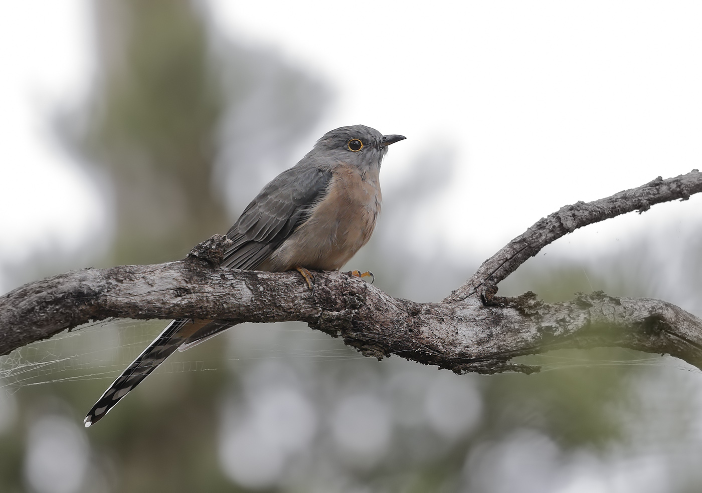 Fan-tailed Cuckoo (Image ID 24729)