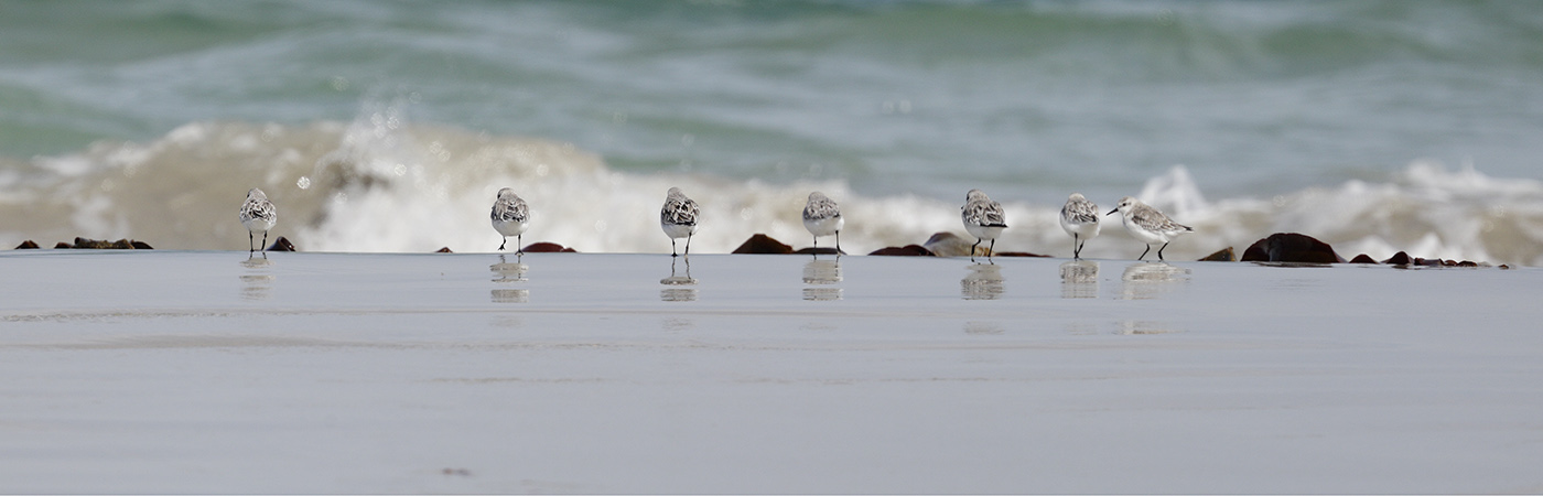 Red-necked Stint (Image ID 24577)