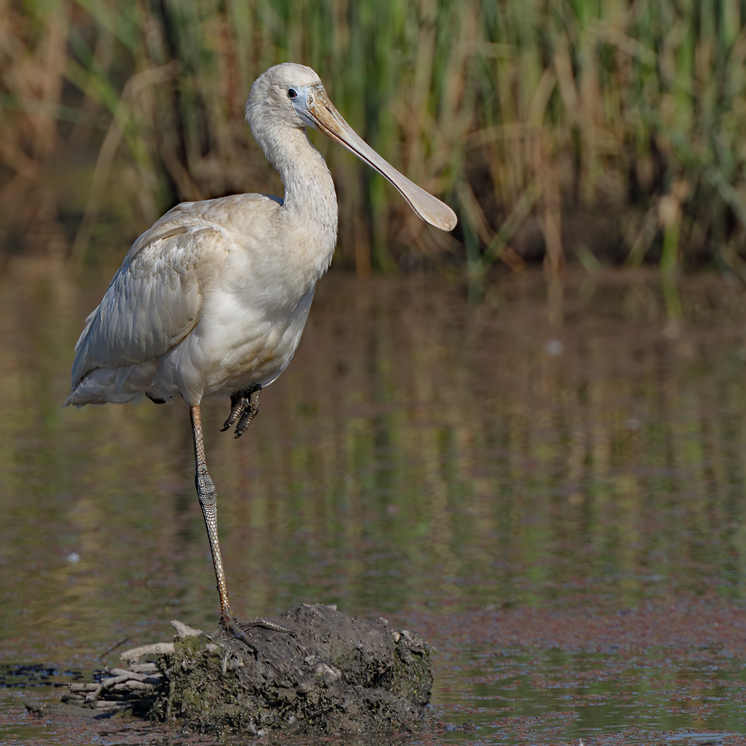 Yellow-billed Spoonbill (Image ID 24636)