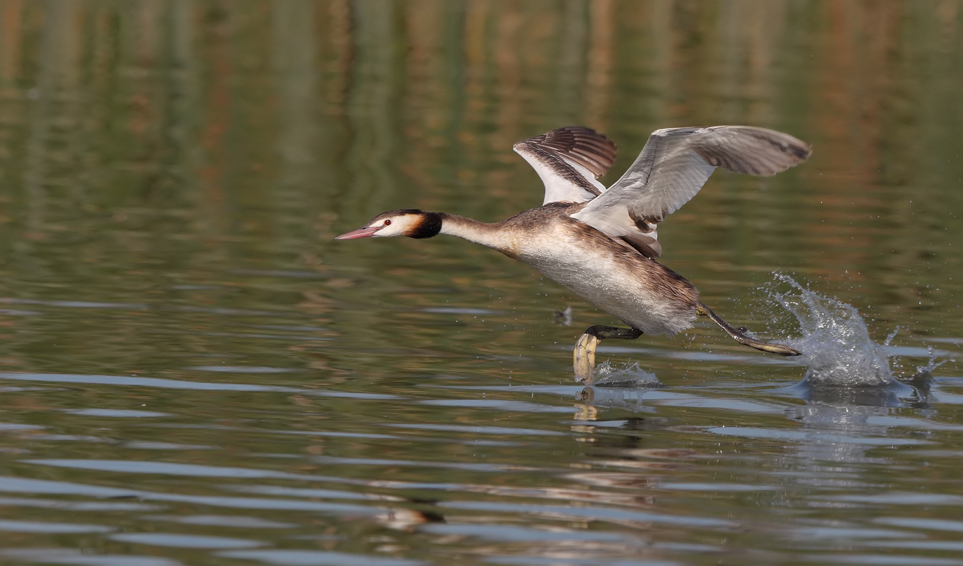 Great Crested Grebe (Image ID 24730)