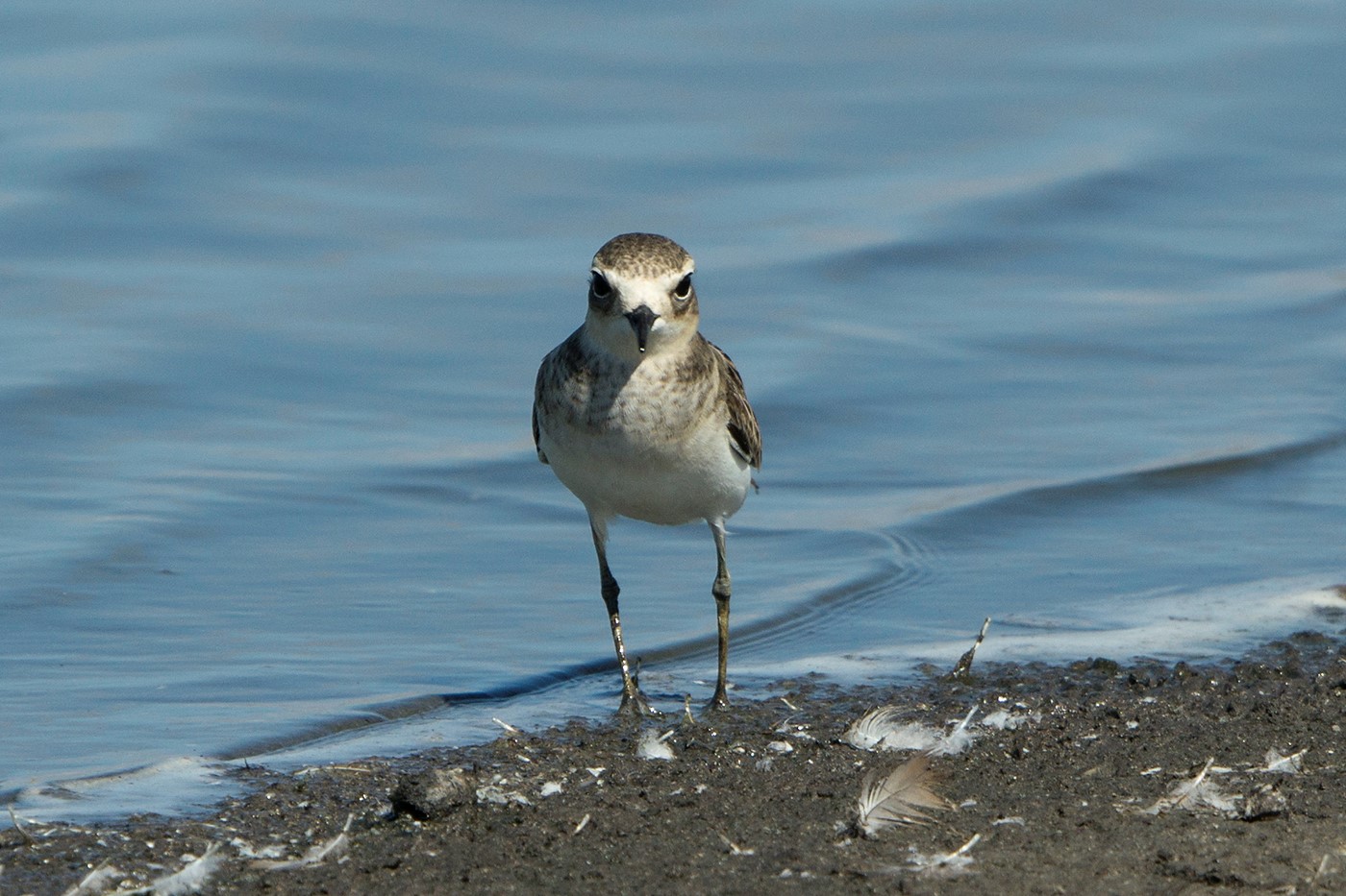 Double-banded Plover (Image ID 24656)