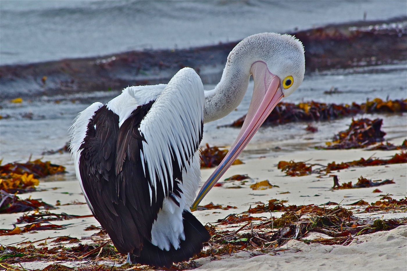 Australian Pelican (Image ID 24701)