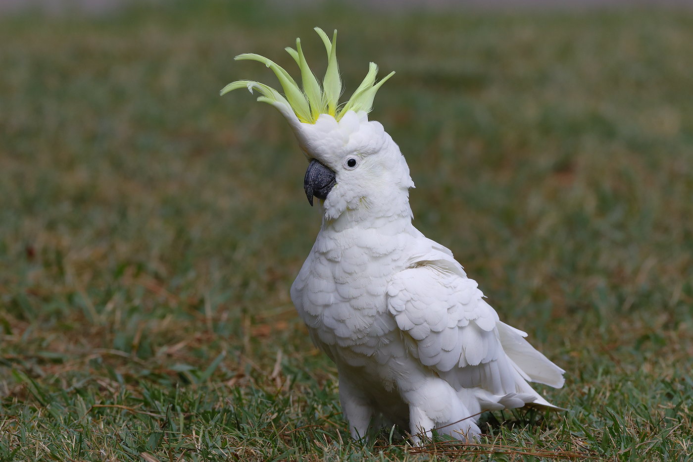 Sulphur-crested Cockatoo (Image ID 24404)