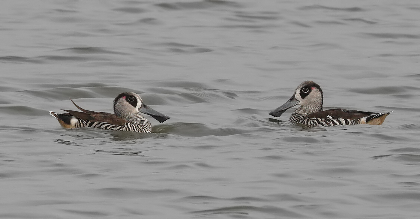Pink-eared Duck (Image ID 24583)