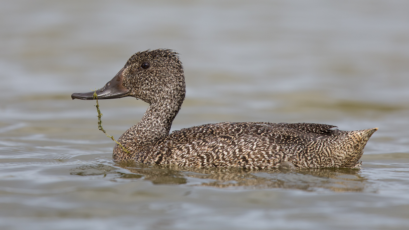 Freckled Duck (Image ID 24758)