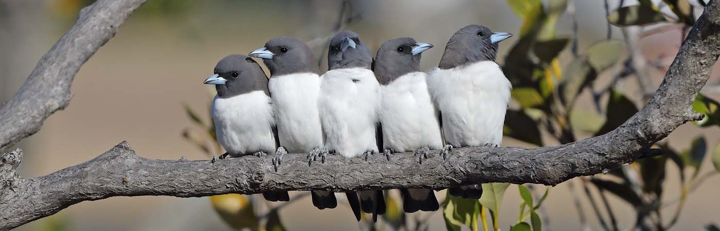 White-breasted Woodswallow (Image ID 24463)