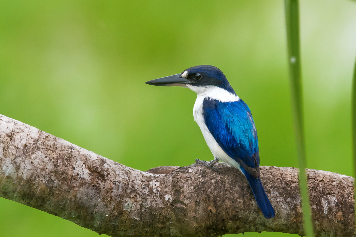 Forest Kingfisher (Image ID 24568)