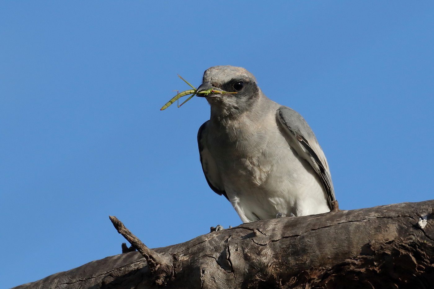 Black-faced Cuckoo-shrike (Image ID 24588)