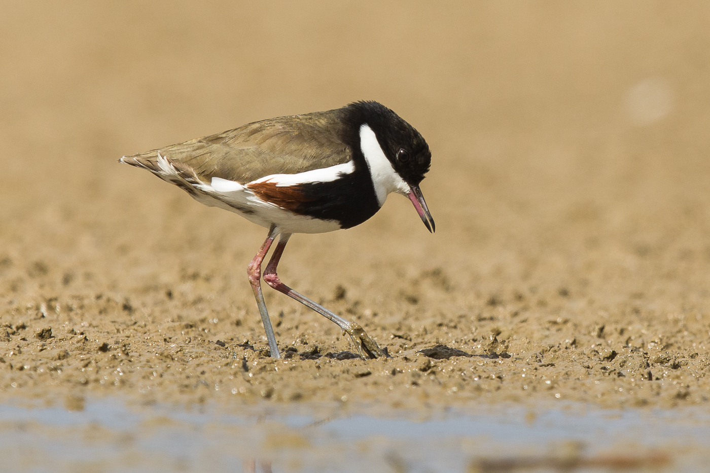 Red-kneed Dotterel (Image ID 24759)