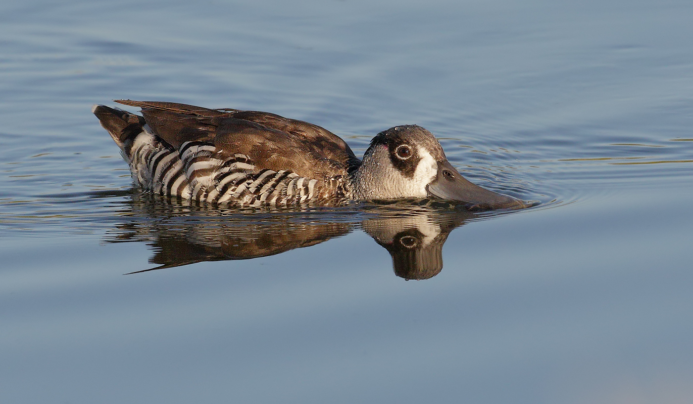 Pink-eared Duck (Image ID 24697)