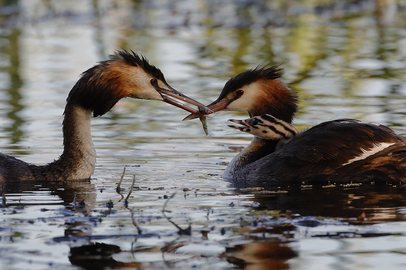 Great Crested Grebe (Image ID 24744)
