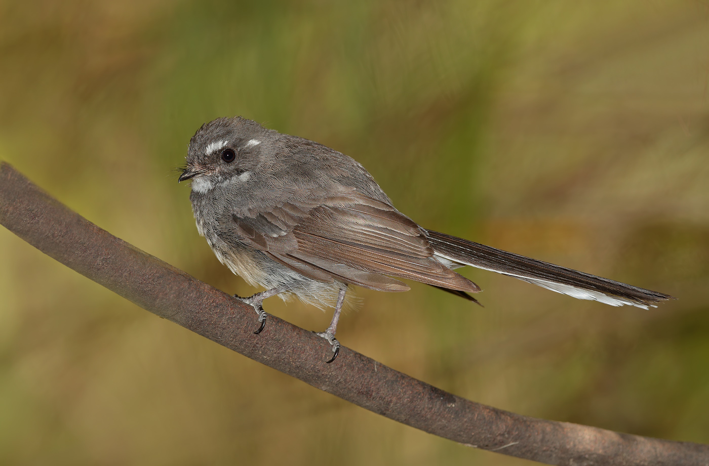 Grey Fantail (Image ID 24394)