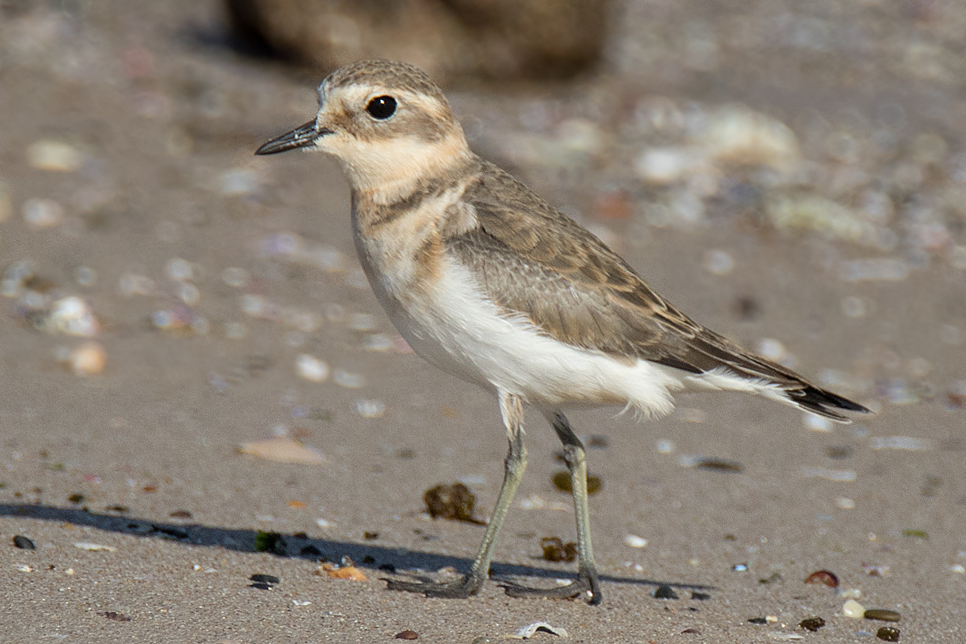 Double-banded Plover (Image ID 24476)