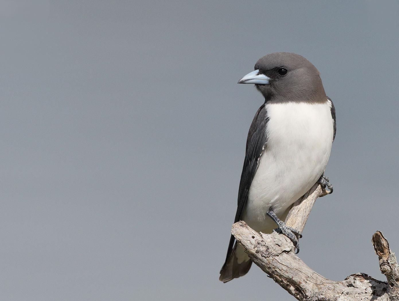 White-breasted Woodswallow (Image ID 24464)