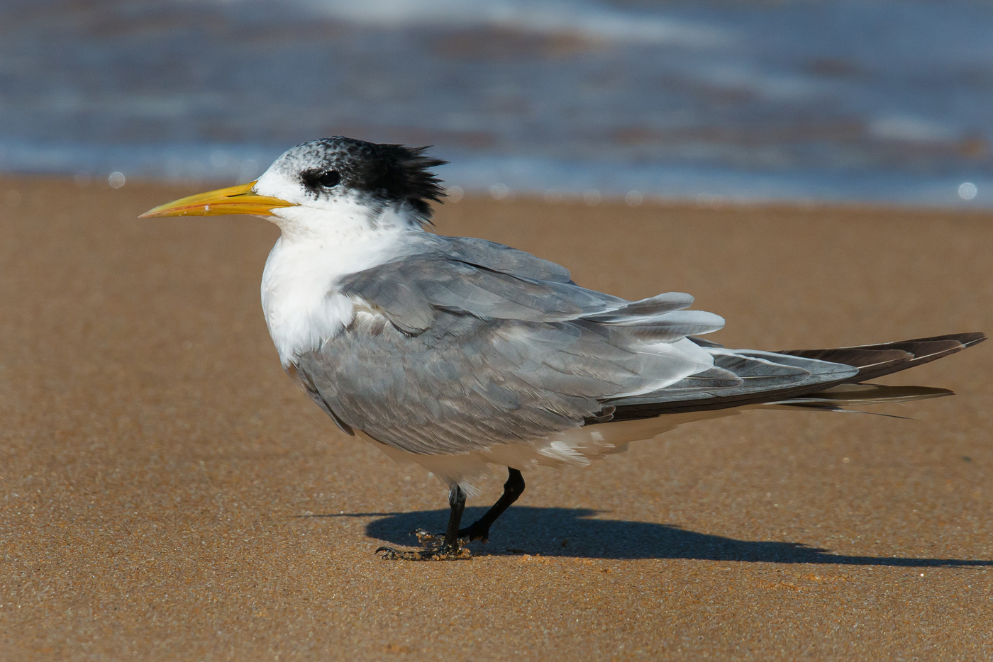 Greater Crested Tern (Image ID 25324)