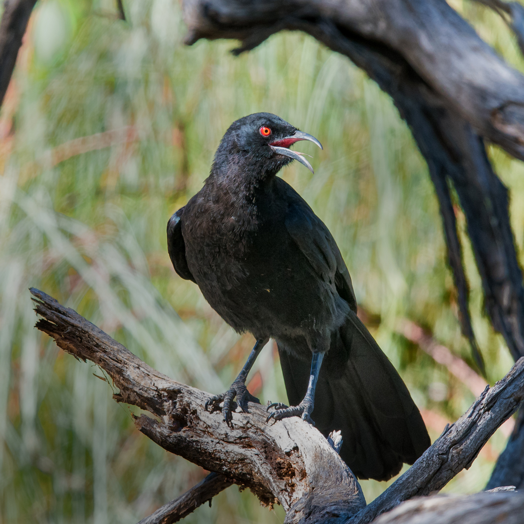 White-winged Chough (Image ID 25259)