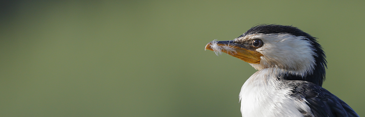 Little Pied Cormorant (Image ID 25339)