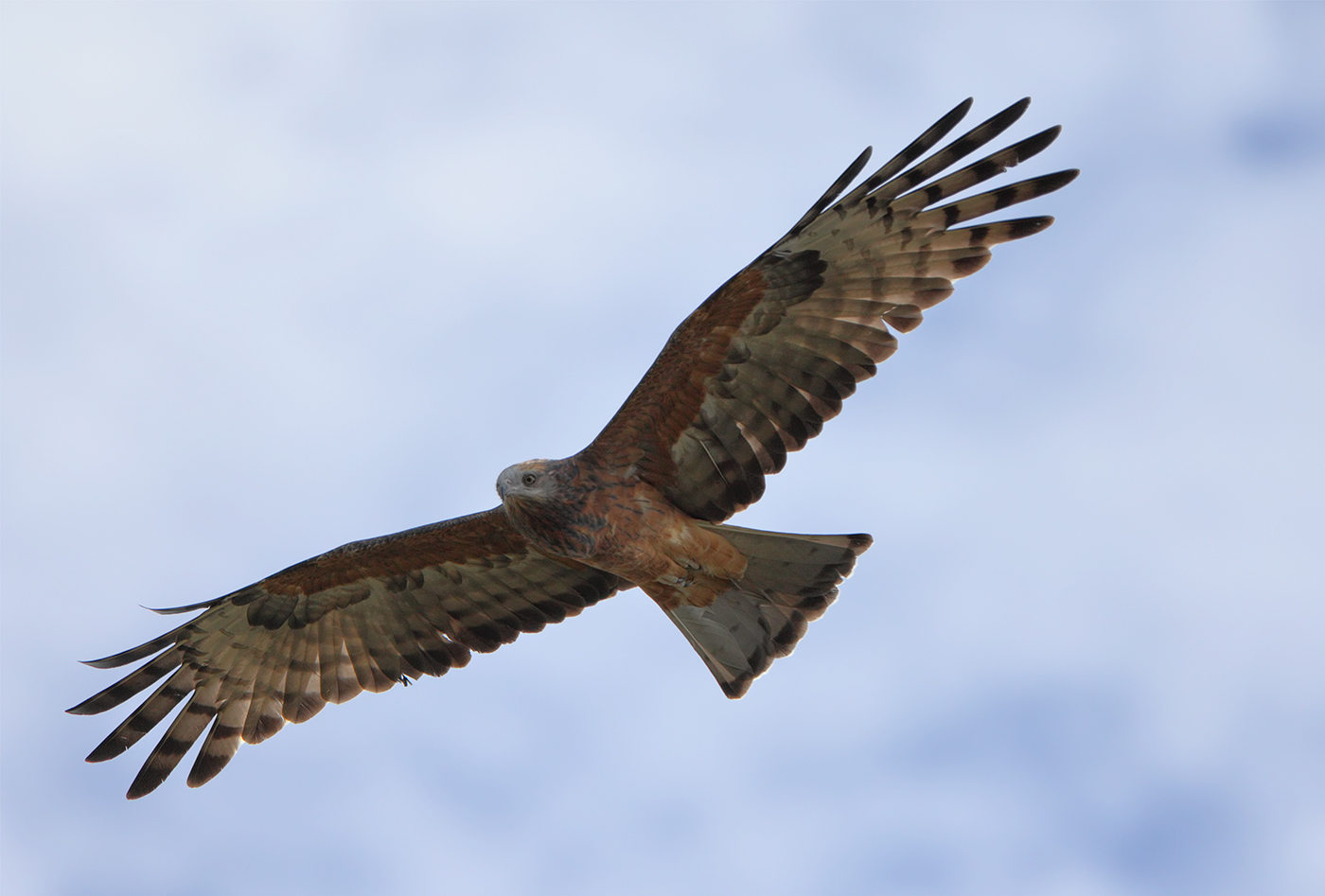 Square-tailed Kite (Image ID 25390)