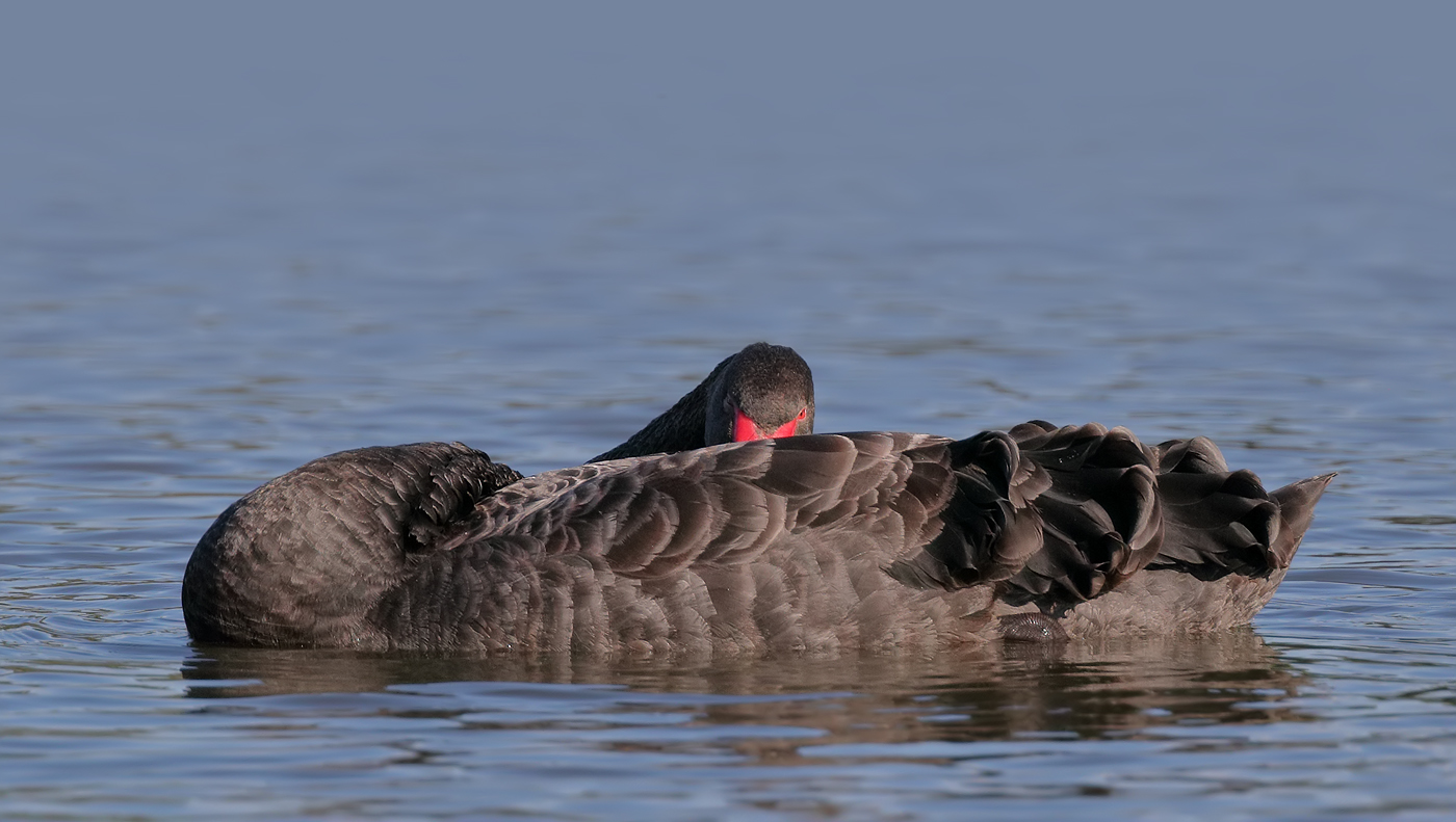 Black Swan (Image ID 25128)