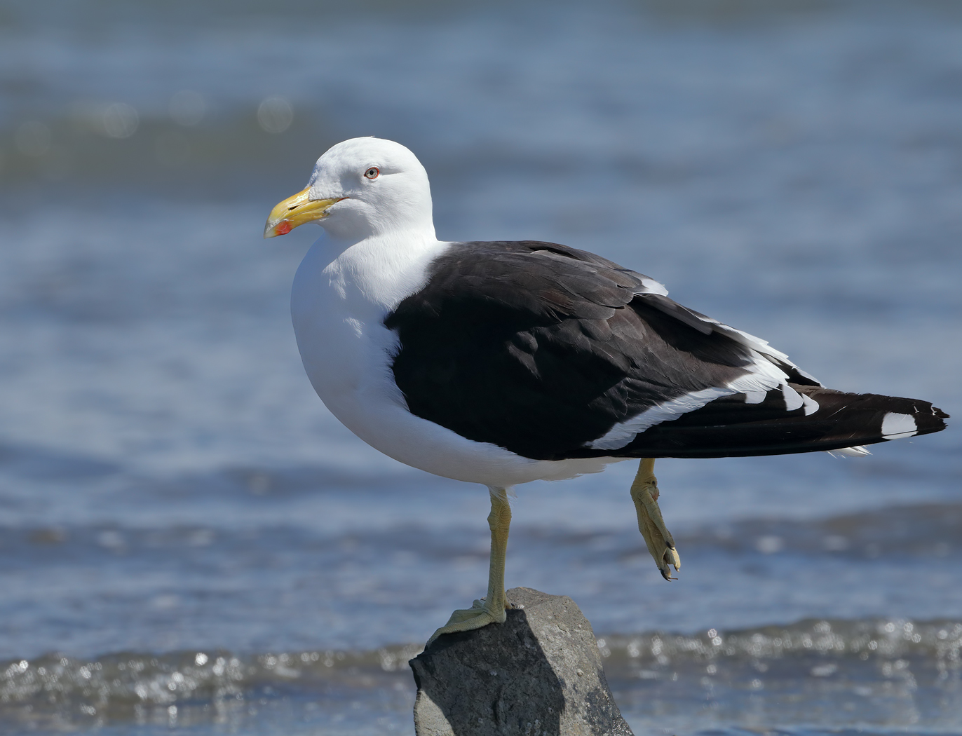 Kelp Gull (Image ID 25354)