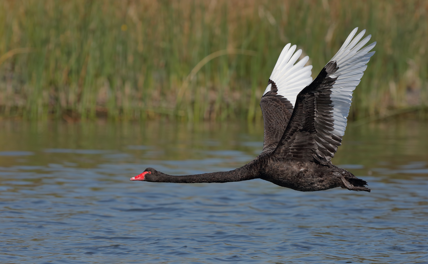 Black Swan (Image ID 25127)
