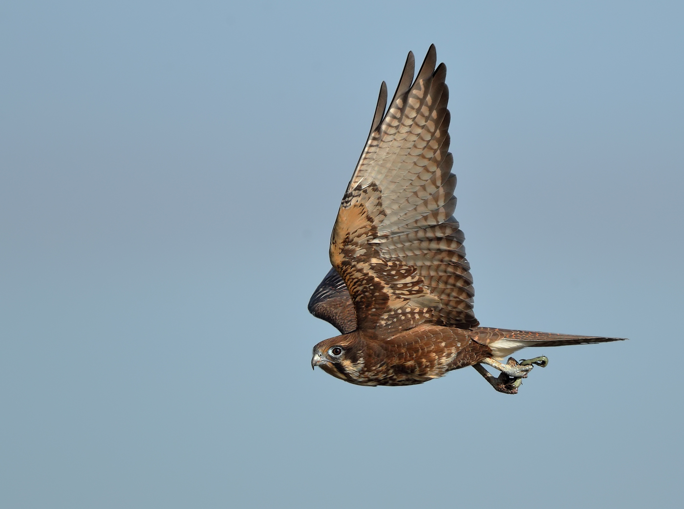 Brown Falcon (Image ID 25313)