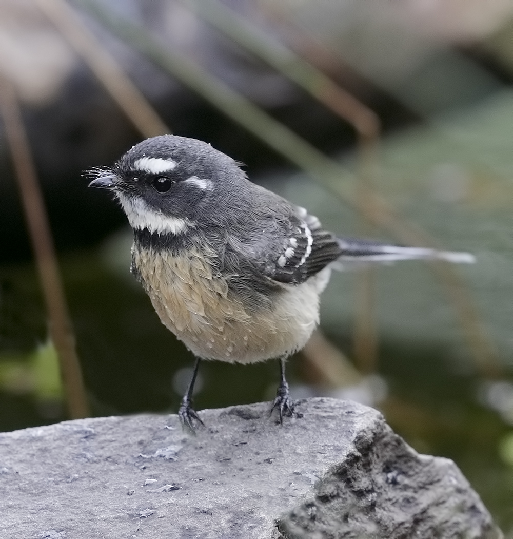 Grey Fantail (Image ID 24866)