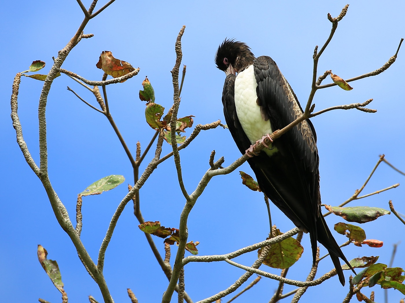 Christmas Island Frigatebird (Image ID 25216)