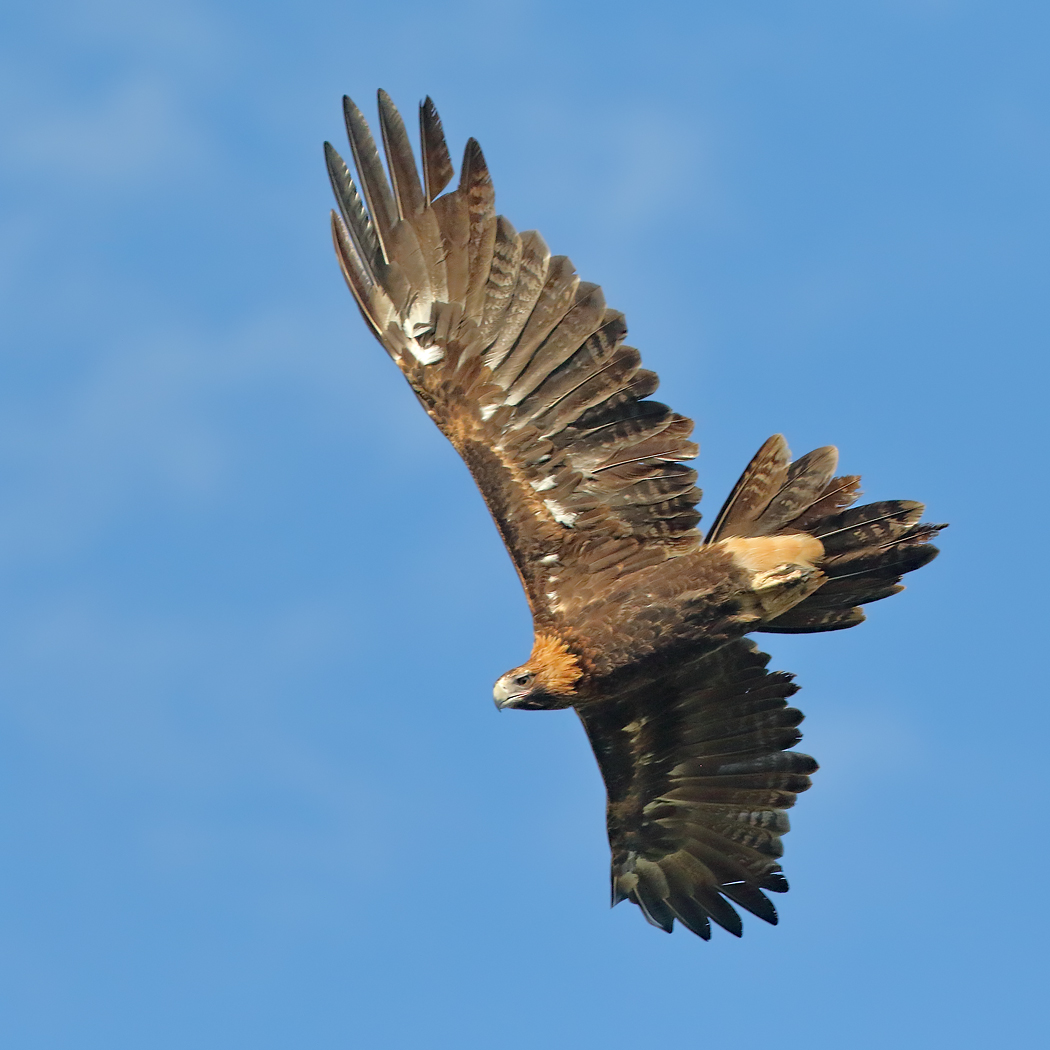 Wedge-tailed Eagle (Image ID 25418)