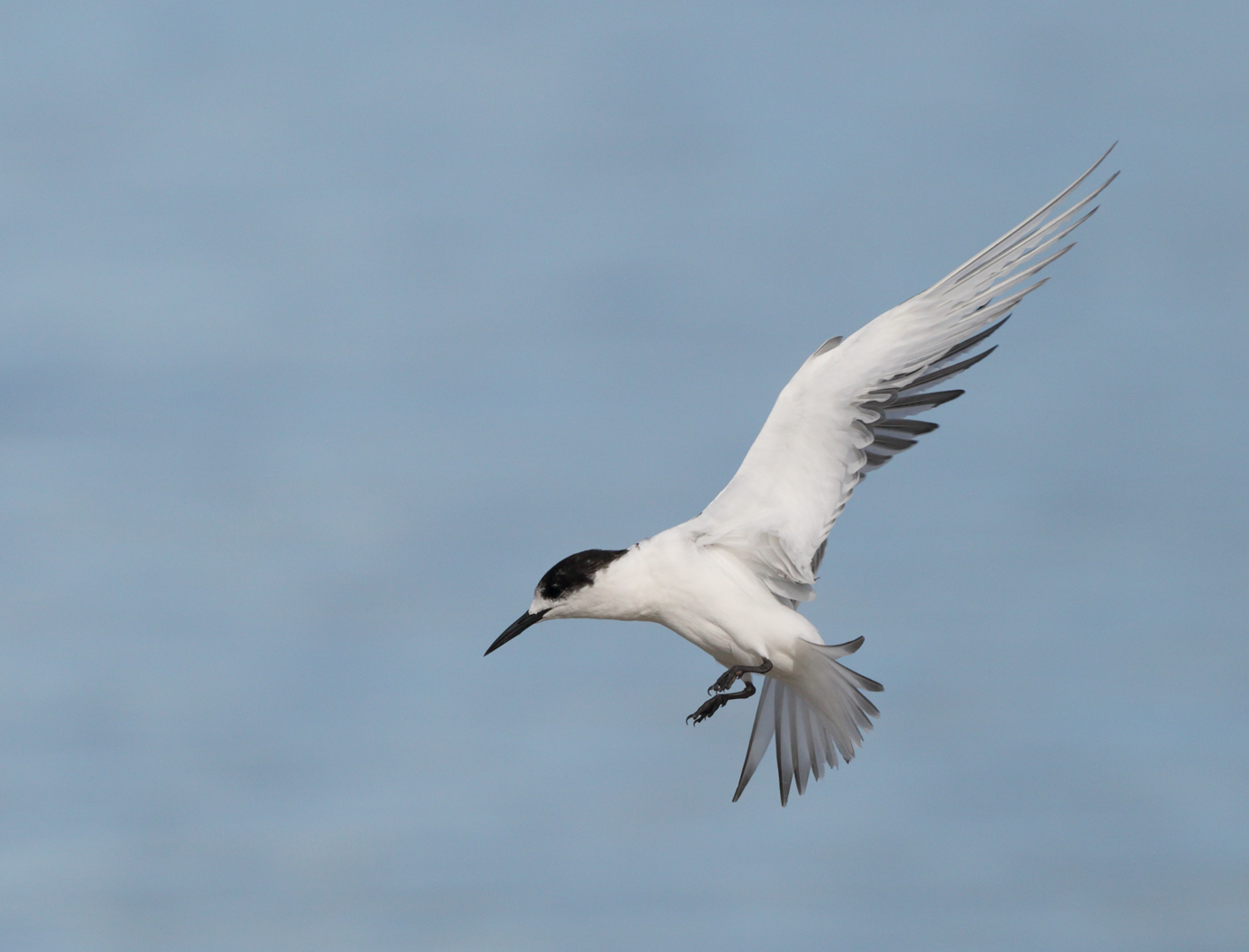 White-fronted Tern (Image ID 25440)