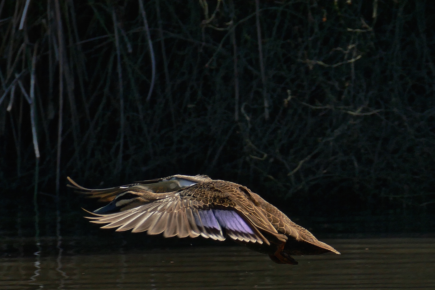 Pacific Black Duck (Image ID 25211)