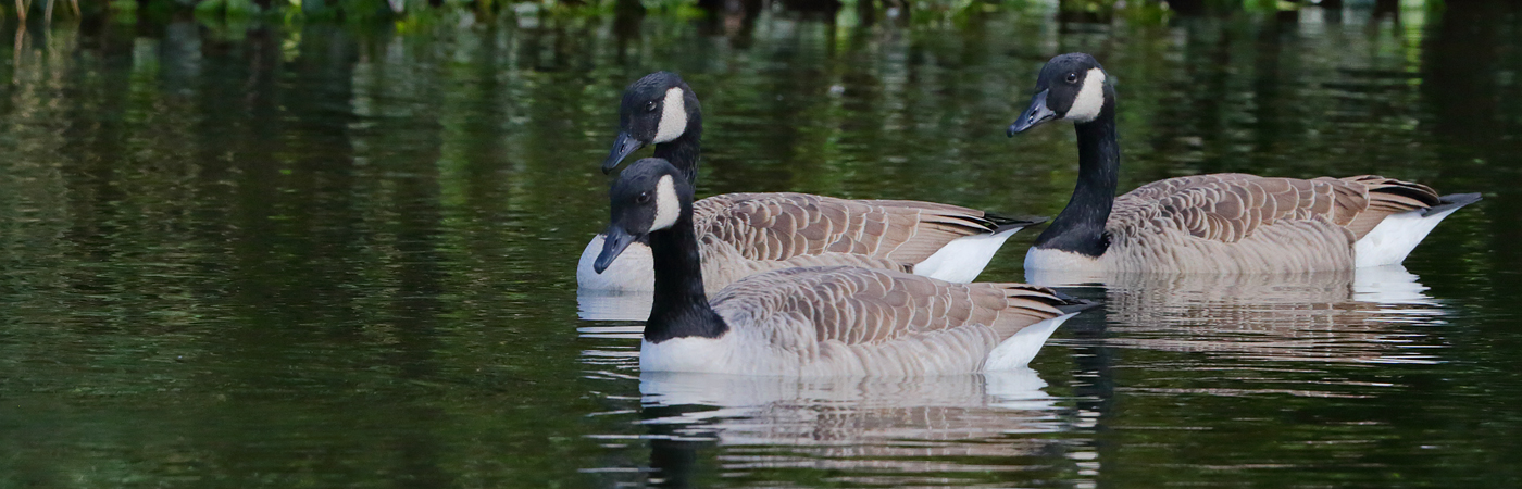Canada Goose (Image ID 25265)