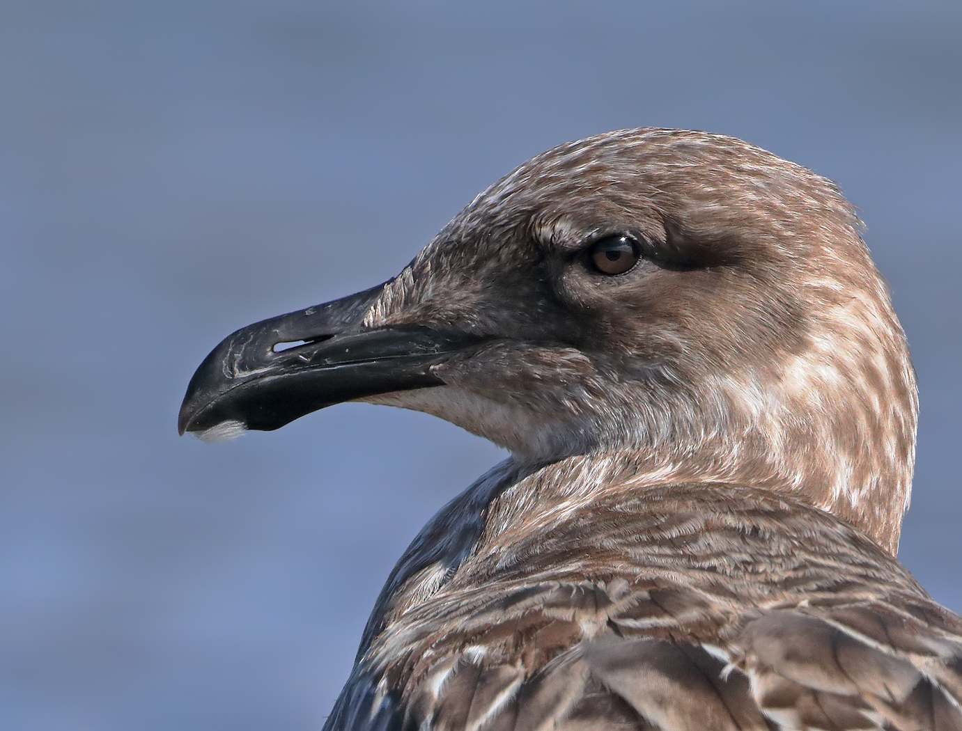 Kelp Gull (Image ID 25365)