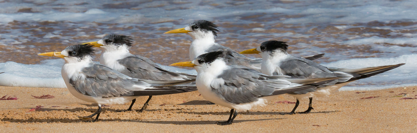 Greater Crested Tern (Image ID 25323)
