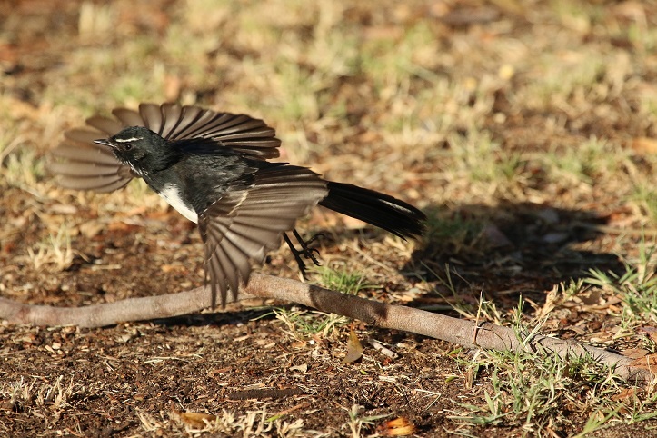 Willie Wagtail (Image ID 25122)