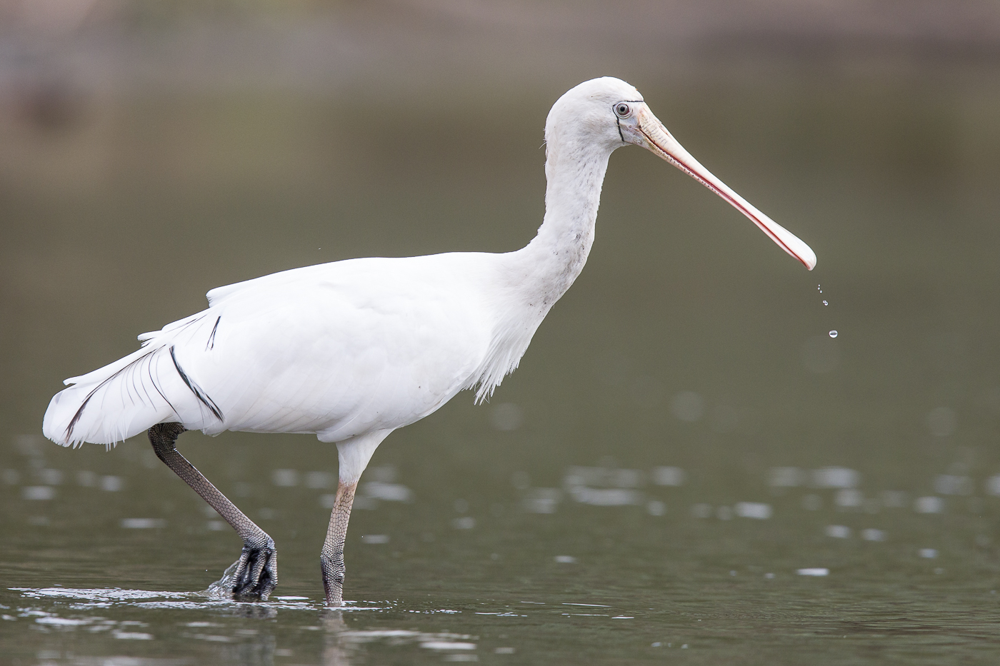 Yellow-billed Spoonbill (Image ID 24902)