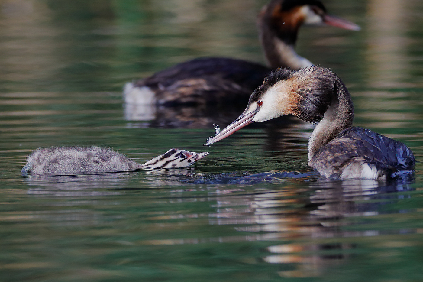 Great Crested Grebe (Image ID 24890)