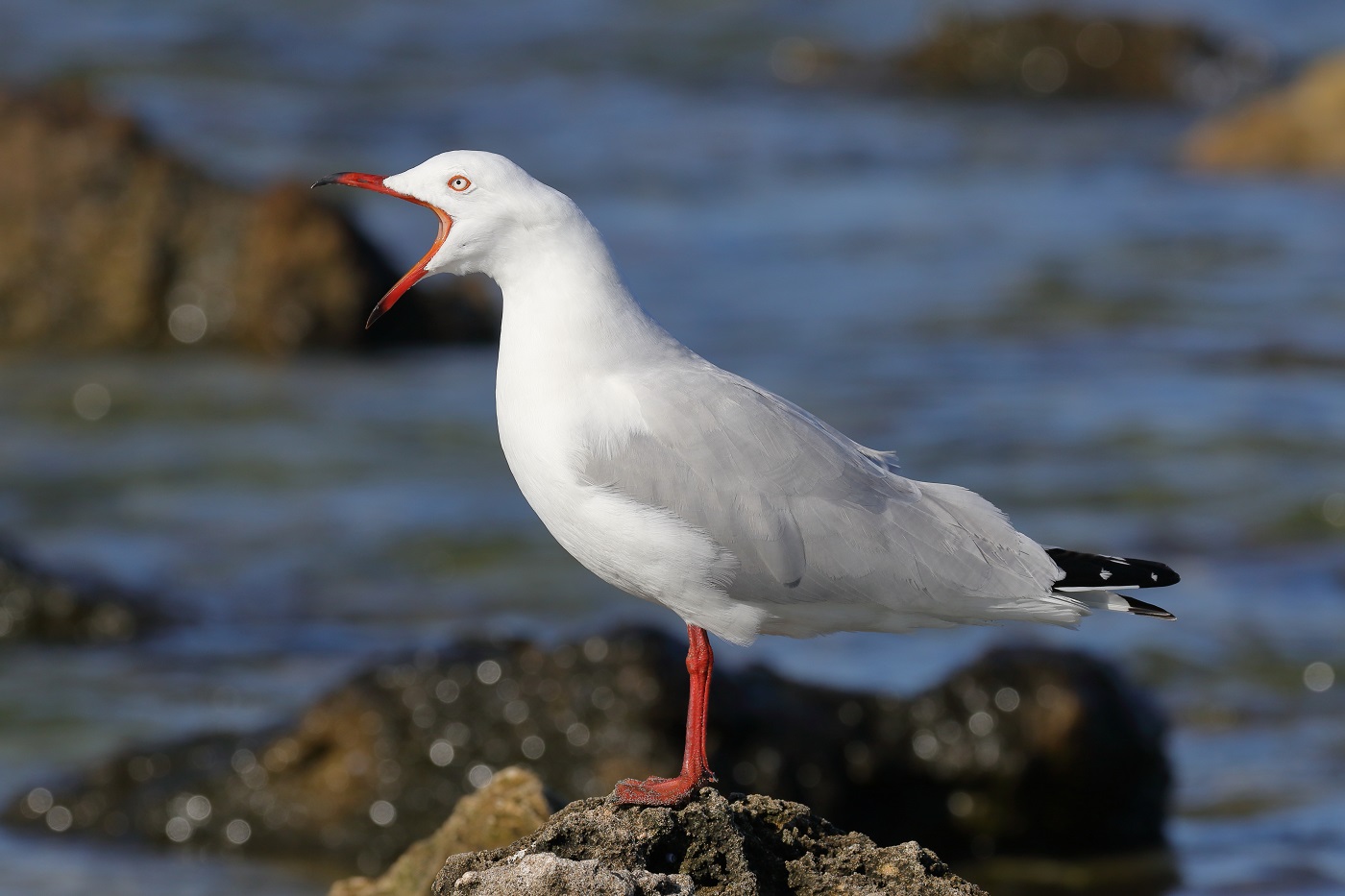Silver Gull (Image ID 25350)