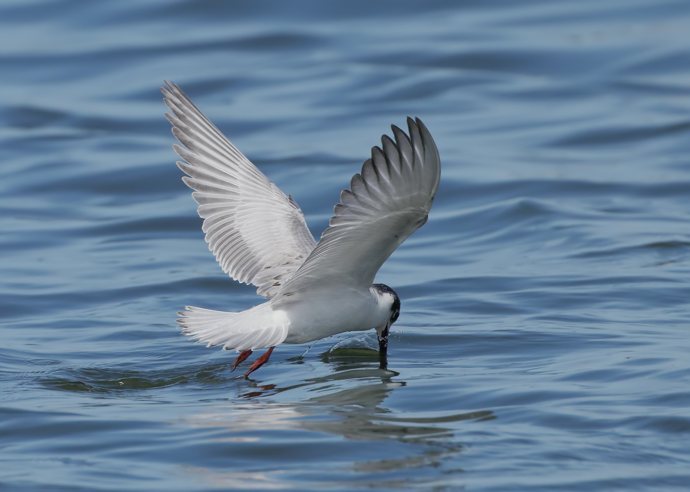 White-winged Black Tern (Image ID 25300)