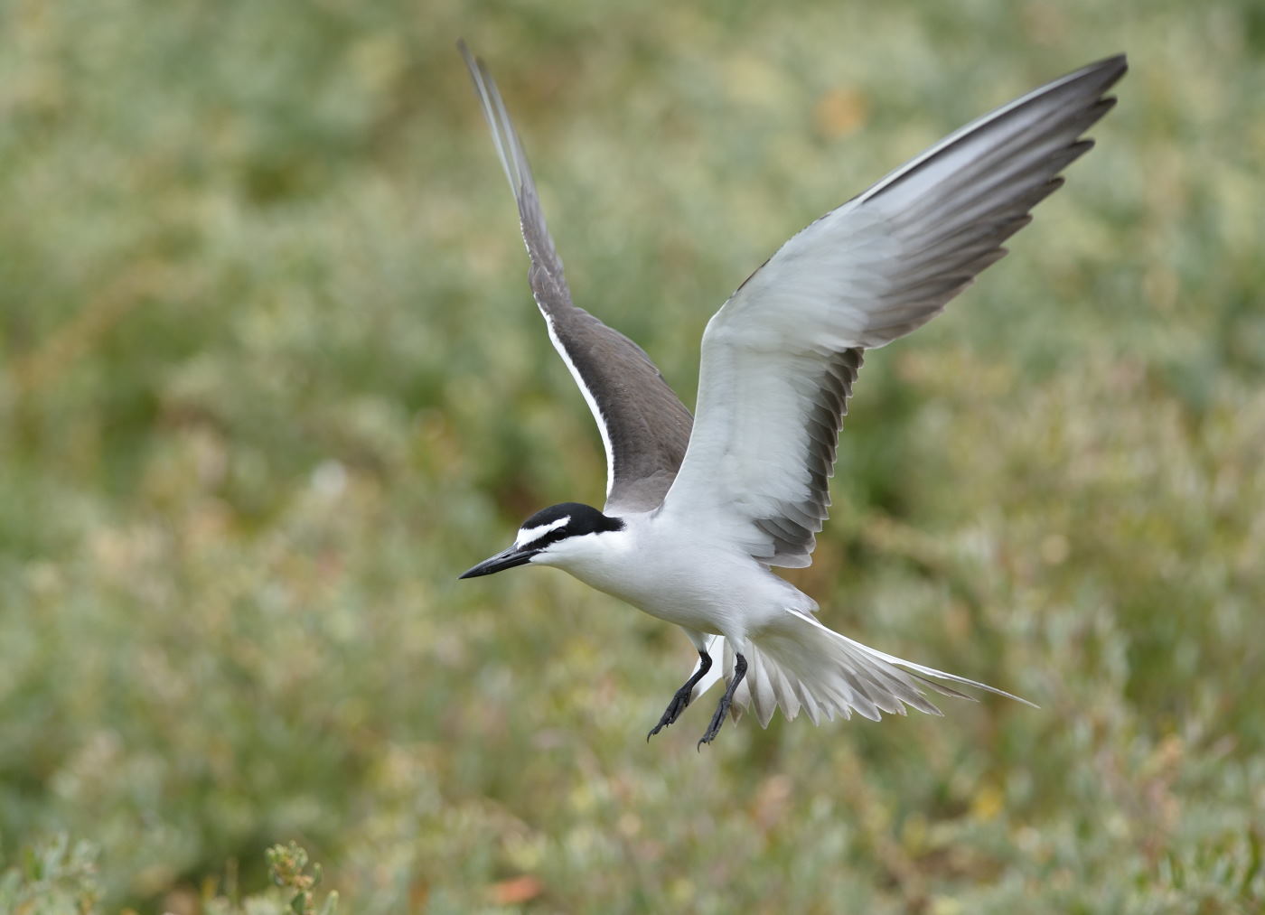 Bridled Tern (Image ID 24854)